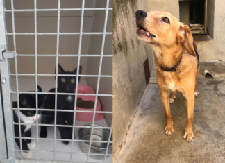 Arezzo: Lav si appella al Sindaco Alessandro Ghinelli e al Presidente della regione Toscana Enrico Rossi, affinché il cane e i gatti conviventi con la gatta morta per lyssavirus possano fare rientro nella propria famiglia, pronta ed attrezzata per garantirne la sicurezza sanitaria