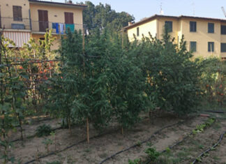 Coltivava piante di cannabis nelle pertinenze della propria abitazione, scoperto e denunciato dai Carabinieri