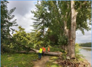 A San Giovanni Valdarno SOS pioppi: operai in azione dopo la “visita dello specialista”