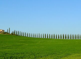 La vicepresidente Saccardi a Coldiretti: “Nessun rischio di perdere i fondi europei”