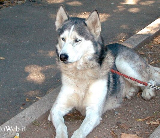 Come comportarsi con il cane in tempo di coprifuoco nelle zone rossa, arancione e gialla