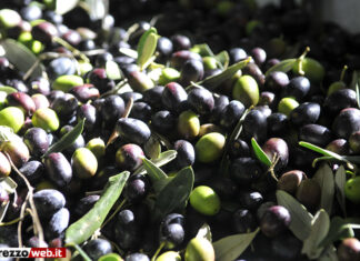 Il Covid non ferma l’olio di Cavriglia: è un 2020 di grande qualità