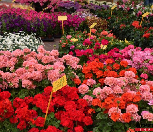 Coronavirus, oltre 800mila euro di sovvenzioni straordinarie per le aziende floricole