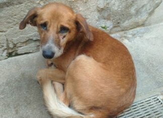 Ritrovato un cane in autostrada vicino al casello di Arezzo, per info contattare il canile