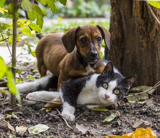 Dpcm, cani e gatti. Cosa è consentito fare nelle zone rosse