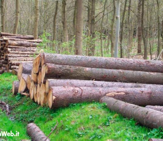 Altri 2,3 milioni per innovazione imprese forestali. Saccardi: “Indispensabile per un settore competitivo”