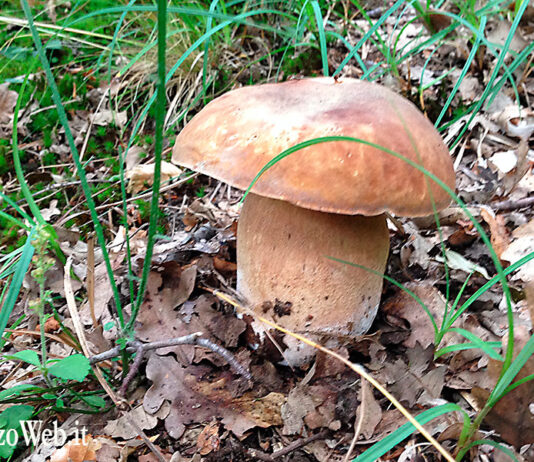 Raccolta funghi: agli sportelli micologici consulenze gratuite e controlli delle specie per evitare rischi di intossicazione