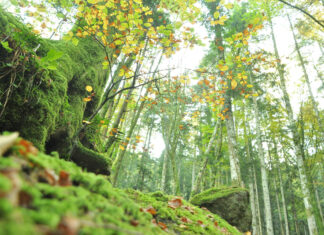 Domenica 31 ottobre al via la 2a tappa dei “Cammini letterari nel parco”