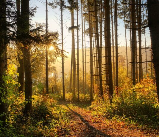 Foreste, pubblicato il bando da 11,6 milioni per attività di prevenzione danni e incendi