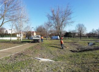 Figline, a febbraio 35 nuovi alberi: va avanti il piano di interventi per il verde pubblico