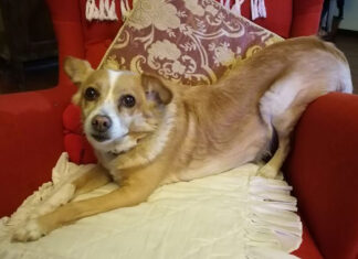 La dolce cagnolina Nina è stata uccisa