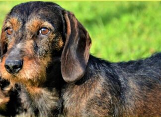 Valdarno: smarrita Ira, bassotto femmina di 7 anni