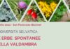 Erbe spontanee della Valdambra