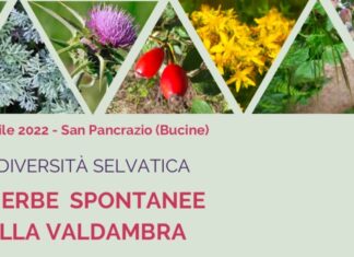 Erbe spontanee della Valdambra