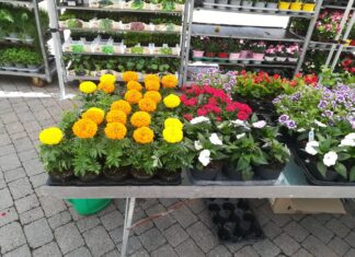 Figline e il mercato contadino. Secondo lunedì tra fiori, frutta, ortaggi ed è già successo