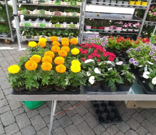 Figline e il mercato contadino. Secondo lunedì tra fiori, frutta, ortaggi ed è già successo