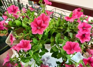 San Giovanni Valdarno: sbocciano i balconi di tutta la città