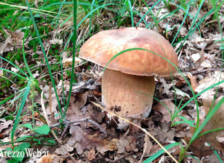 47esima Sagra del Fungo Porcino a Cascina di Reggello