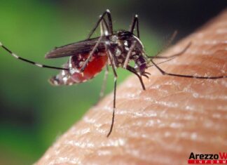 Cavriglia: al via la seconda campagna di disinfestazione da zanzare tigre