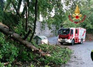 L’intervento dei vigili del fuoco a Cavriglia per a messa in sicurezza di alberi pericolanti