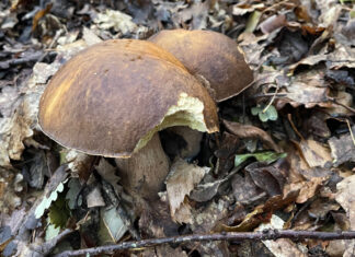 Raccolta funghi: come essere in regola in Toscana