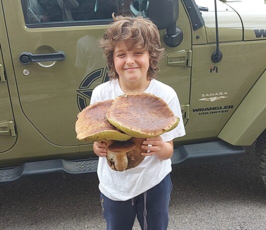 Nei boschi del Casentino trovato un porcino di oltre 2 chili