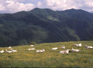 Il Parco delle Foreste casentinesi nel progetto internazionale Elephant a fianco di sei atenei sudafricani, l’università di Bologna e il CEUB