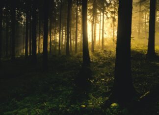 Si perde nei boschi di Poti mentre cerca i funghi, recuperato dai vigili del fuoco