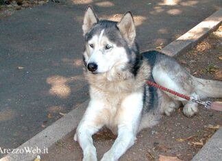 Pubblicato il bando dedicato al “benessere degli animali”, previsti 3 milioni di euro