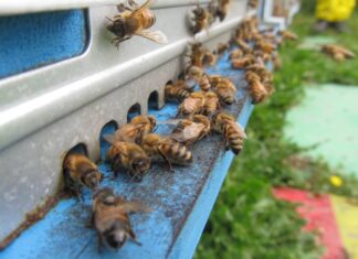 Tutela e rilancio dell’apicoltura: la Regione richiede 1,2 milioni per il 2023