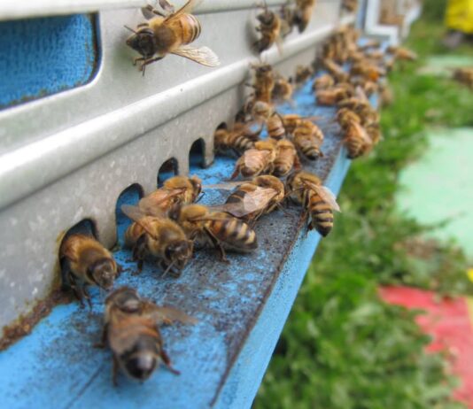 Tutela e rilancio dell’apicoltura: la Regione richiede 1,2 milioni per il 2023