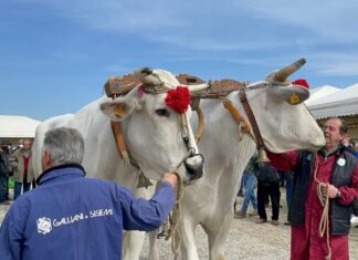 Cortona, è tutto pronto per la nuova edizione della Mostra dei bovini di razza Chianina
