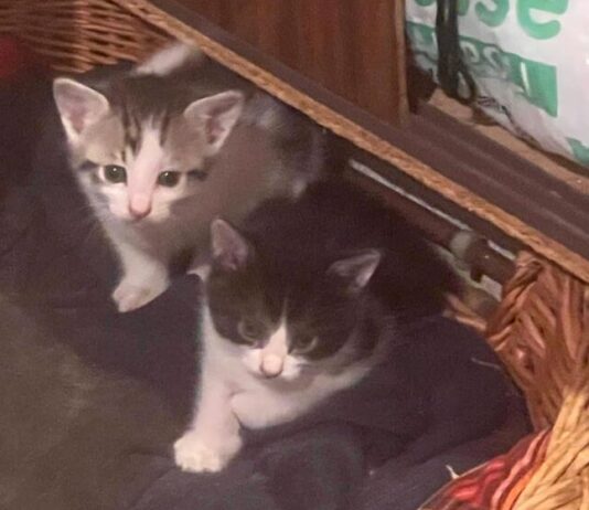 Una mamma gatta ha portato i suoi due micetti in una casa: adesso cercano l’amore di qualcuno