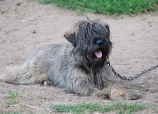 Cani a catena, la lettera aperta dei membri della Commissione Tutela Animali della Regione Toscana