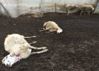 Comitato Emergenza lupo Arezzo e Comitato Pastori d’Italia