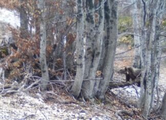 I cuccioli di Amarena ce l’hanno fatta: sono sopravvissuti all’inverno