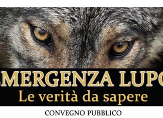 A Laterina l’evento “Emergenza lupo, le verità da sapere”