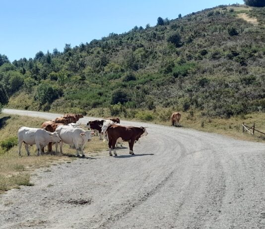 Manifestazione contro l’asfaltatura del Pratomagno