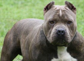 Bambina di due anni e mezzo azzannata da un pitbull: è emergenza aggressioni