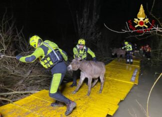 Terranuova Bracciolini, salvataggio complesso per 80 asini bloccati nell’Arno