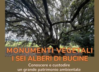 Evento davanti al Leccio secolare di Bucine