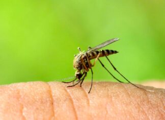 Gli interventi antilarvali di settembre a San Giovanni Valdarno