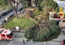 Montevarchi pianta si spezza, danni a auto e una struttura