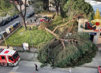 Montevarchi pianta si spezza, danni a auto e una struttura