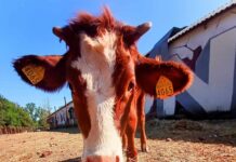 AVS: solidarietà ad Agripunk ETS, il rifugio animalista di Ambra
