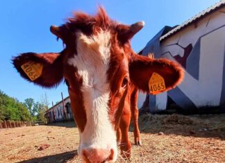 AVS: solidarietà ad Agripunk ETS, il rifugio animalista di Ambra