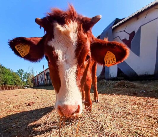 AVS: solidarietà ad Agripunk ETS, il rifugio animalista di Ambra