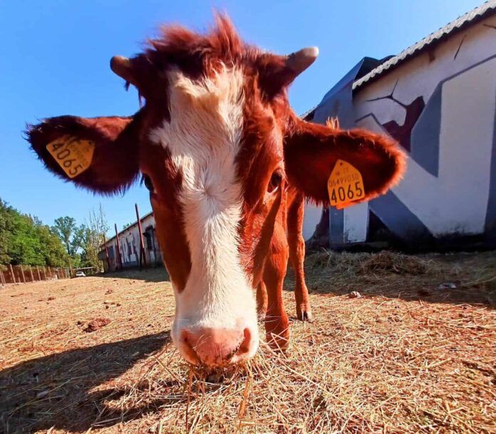 Agripunk-ETS-Ambra.jpg